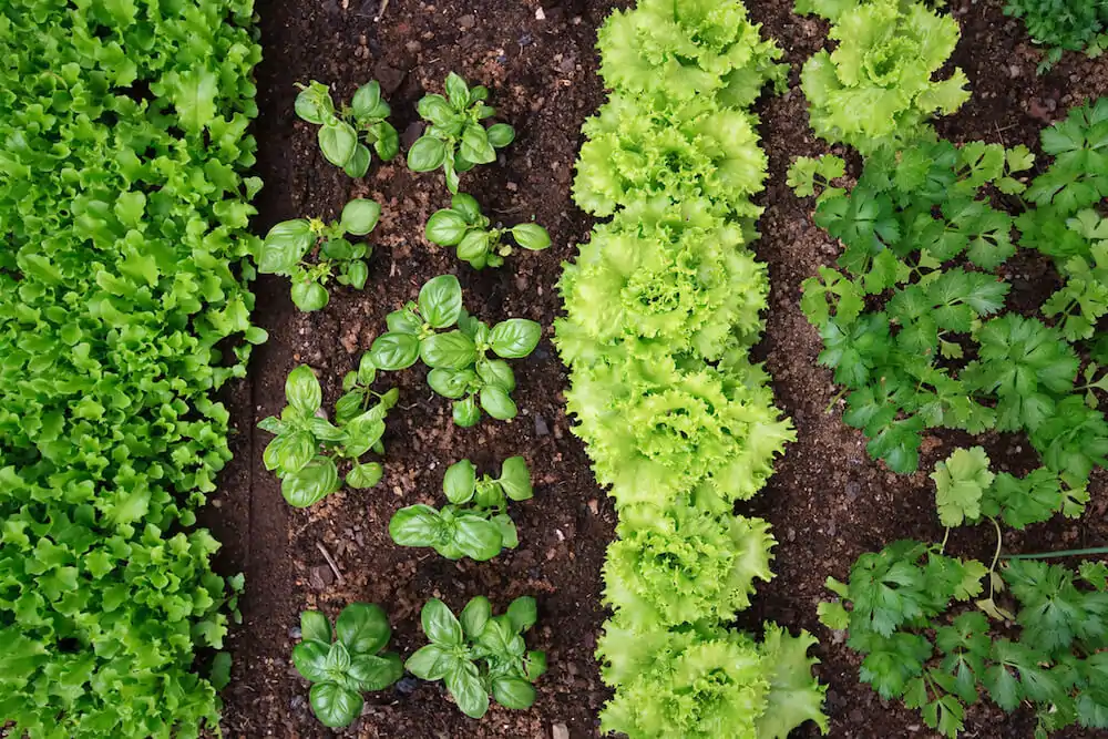 Setting Up Home Garden to Grow Leafy Greens