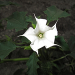 flowers name hindi mein