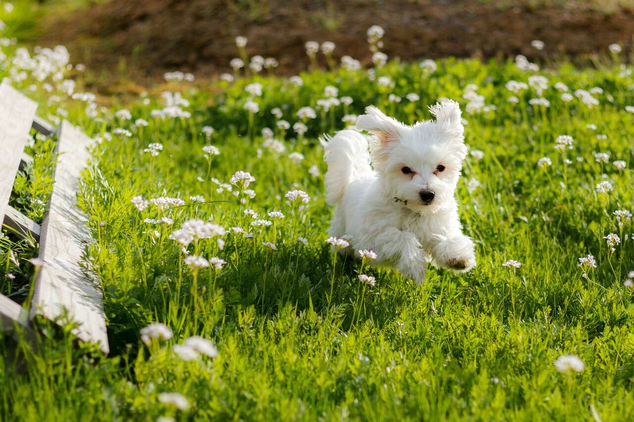 Maltese a dog breed for small houses