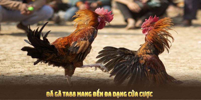 Đá gà TA88 mang đến đa dạng cửa cược cho người chơi