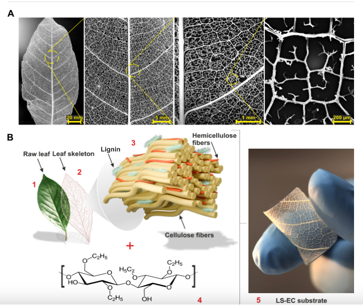 A close-up of a leaf structure

Description automatically generated