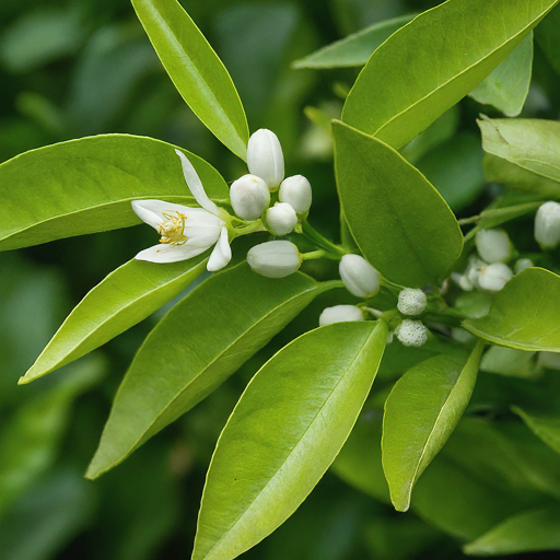 Enjoy the Beauty of Your Orange Blossom Flowers