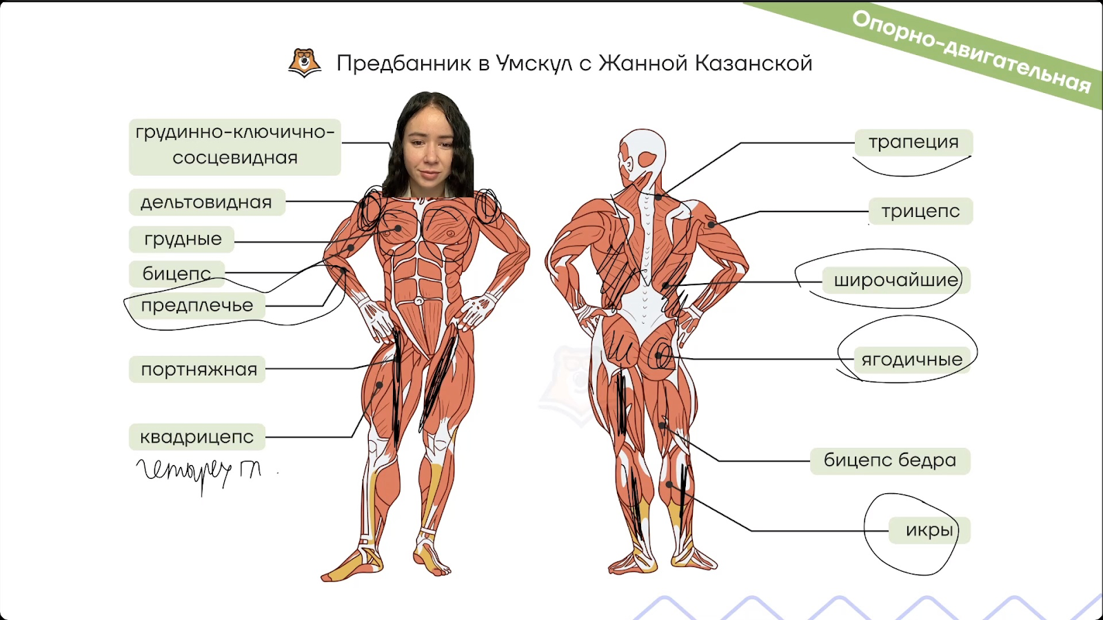 Опорно-двигательная система