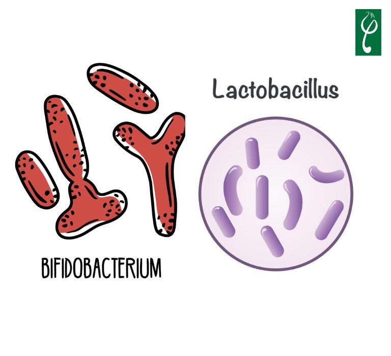 Lactobacillus và Bifidobacterium là hai loại lợi khuẩn phổ biến được bổ sung vào dung dịch vệ sinh phụ nữ