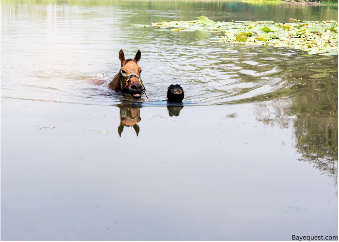 Do Horses Like To Swim?