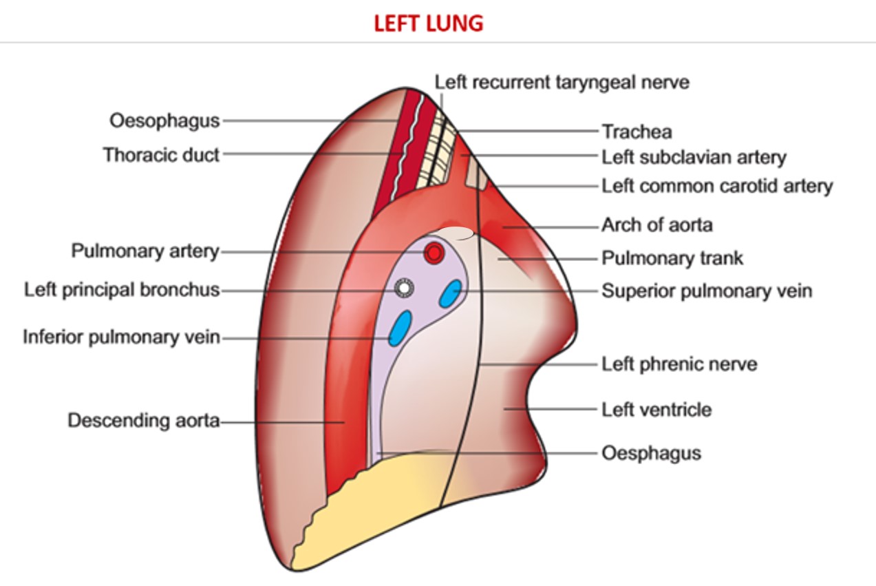 mediastinal surface of left lung