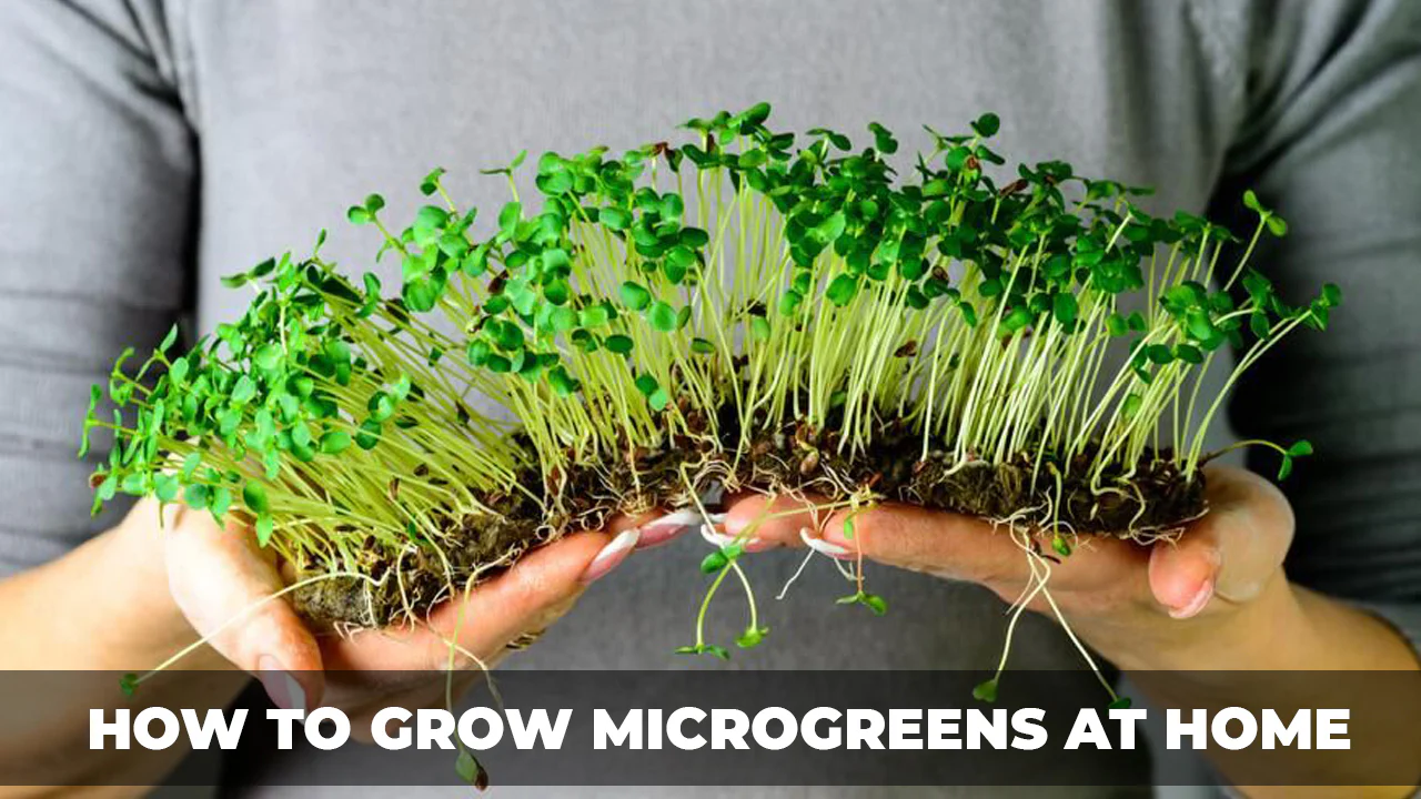 Grow Microgreens Indoors