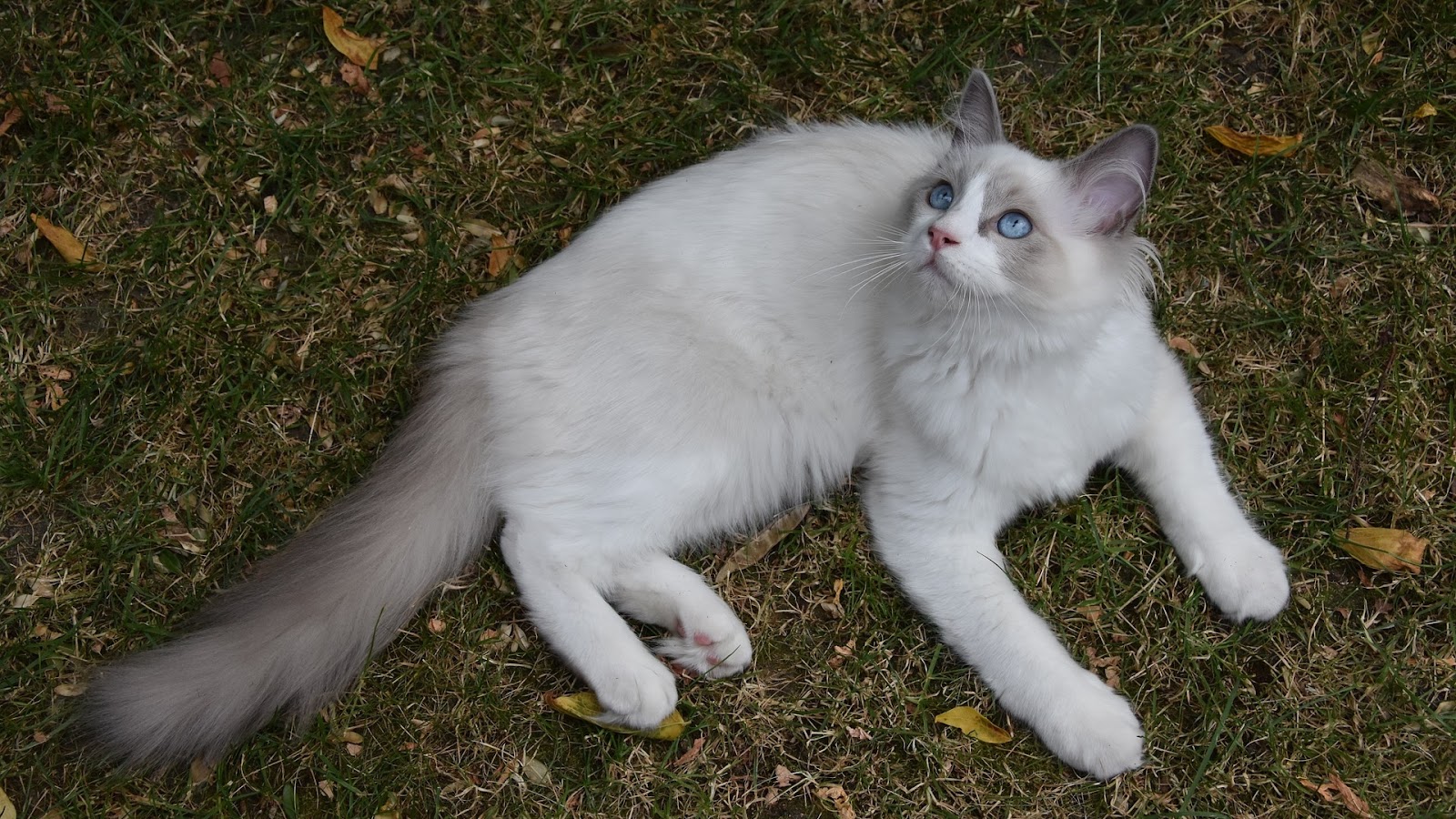 Chocolate bicolor ragdoll cat