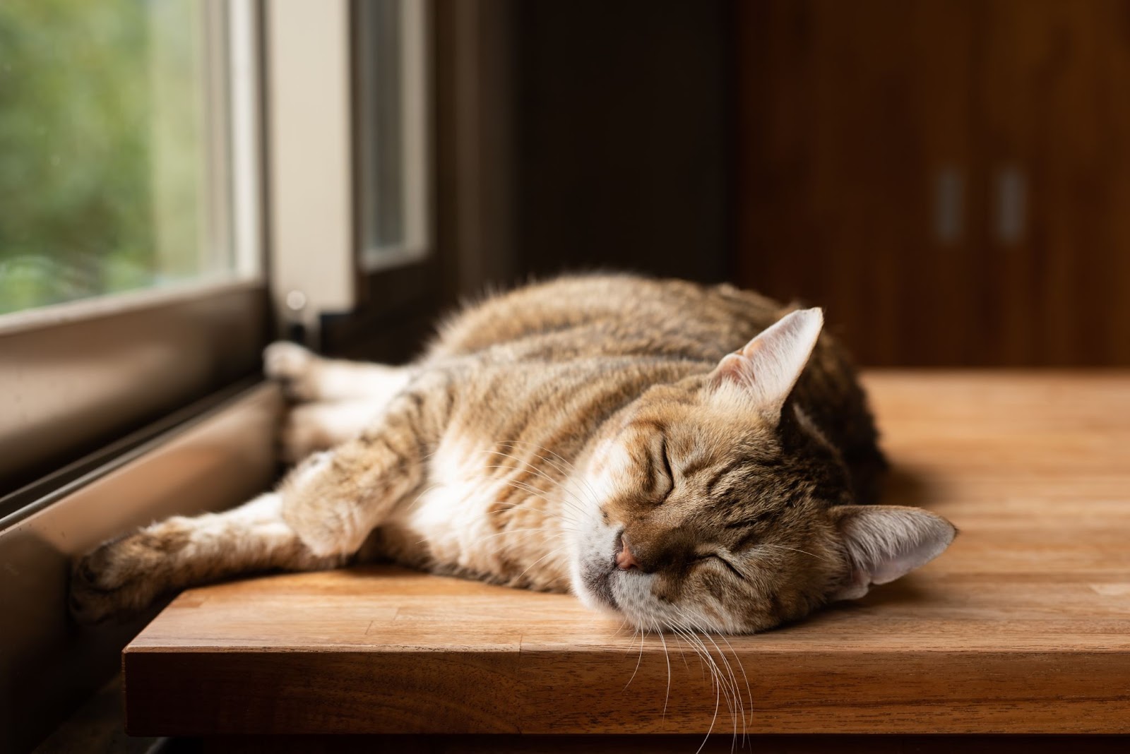 keep cats from overheating