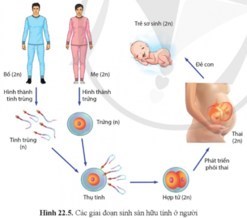 BÀI 22 SINH SẢN Ở ĐỘNG VẬT