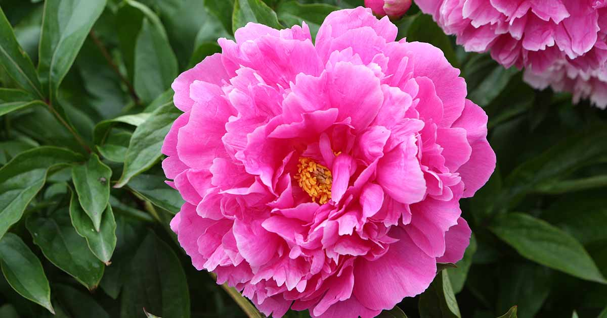 Characteristics Peony flowers