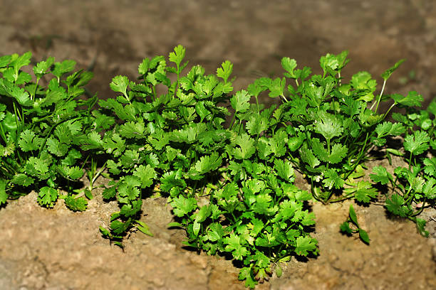 Winter vegetables to plant