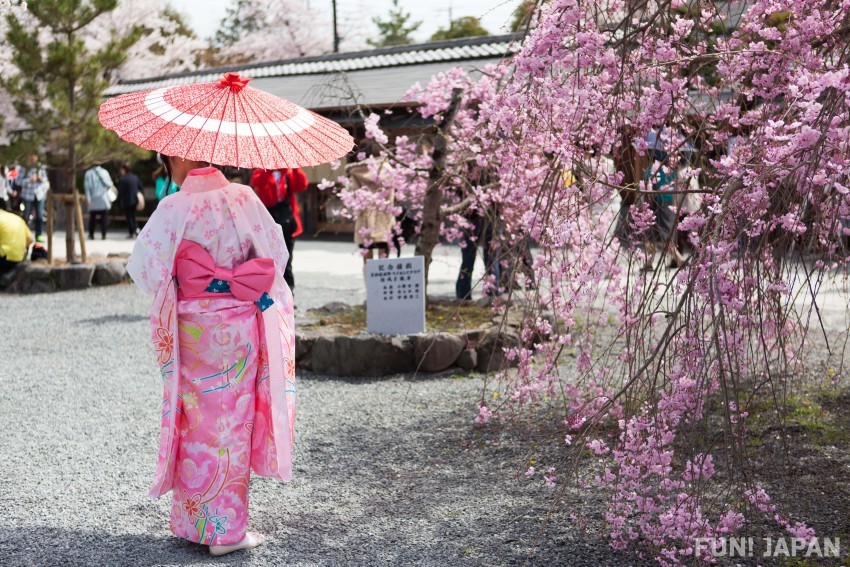 Pink kimono during cherry blossom season