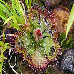 Burmann’s Sundew Flower