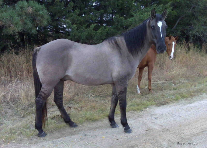 Grulla Horse Color Shades