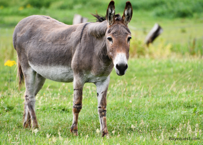 How Long Do Donkeys Live?