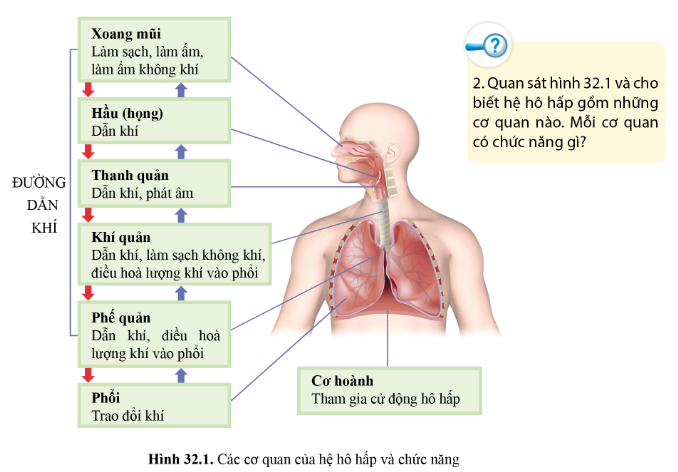 BÀI 32 - HỆ HÔ HẤP Ở NGƯỜI