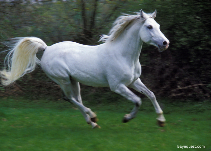 Arabian Horse Names