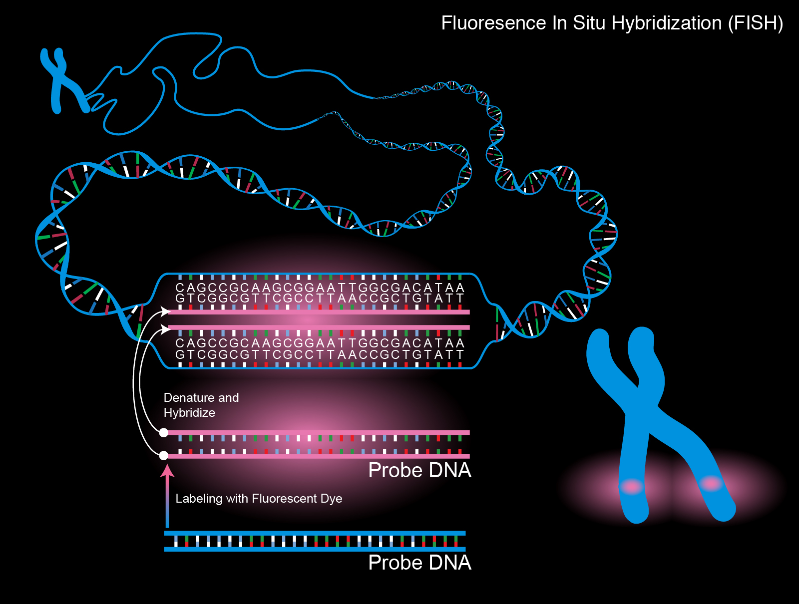 Techniques Involving Gene Probes