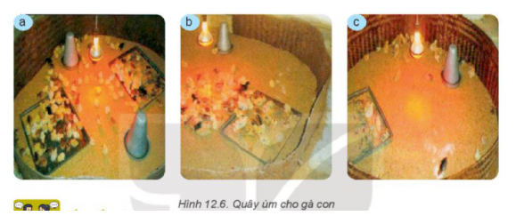 BÀI 12: CHĂN NUÔI GÀ THỊT TRONG NÔNG HỘI. CHUỒNG NUÔICâu hỏi: Quan sát Hình 12.3 và cho biết nên chọn loại chuồng nào để nuôi gà thịt. Tại sao?Đáp án chuẩn:Nên chọn chuồng hình a) để nuôi gà thịt. Vì chuồng ở hình a) thông thoáng, đảm bảo ấm về mùa đông, mát mẻ về mùa hè. Câu hỏi: Hãy tìm hiểu về vai trò của lớp độn chuồng và lớp sàn thoángĐáp án chuẩn:- Hấp thụ ẩm.- Giảm vi khuẩn.- Điều hòa nhiệt độ.- Tạo môi trường sạch.II. THỨC ĂN VÀ CHO ĂN1. Thức ănCâu hỏi: Sắp xếp các loại thức ăn tự nhiên của gà trong Hình 12.4 vào các nhóm dinh dưỡng thích hợpĐáp án chuẩn:Nhóm dinh dưỡngTên thức ănChất đạmGiun (a); hạt đậu nành (b); tôm (g)Tinh bộthạt ngô (e);  Chất béoTép khô (c);Vitamin và chất khoángHạt lúa mạch (d); bèo (h); rau muống (i);  rau cải(k) 2. Cho gà ănCâu hỏi: Quan sát Hình 12.5 và cho biết đâu là máng ăn, đâu là máng uống?Đáp án chuẩn:Hình 12.5a: máng ăn (phân thành các ngăn để chứa các loại thức ăn khác nhau)Hình 12.5b: Máng uống (có 1 ngăn duy nhất)III. CHĂM SÓC CHO GÀ1. Giai đoạn từ khi gà mới nở đến một tháng tuổiCâu hỏi: Em hãy quan sát sự phân bố của gà con trong Hình 12.6 và cho biết mức độ thích hợp của nhiệt độ với gà trong từng ô úm. Hãy đề xuất giải pháp để nhiệt độ của các ô úm phù hợp với gà.Đáp án chuẩn:- Hình a: Nhiệt độ thích hợp (gà phân bố đều trên sàn)- Hình b: Nhiệt độ bị lạnh (gà chụm lại thành đám ở dưới đèn úm)- Hình c: Nhiệt độ bị nóng (gà tản ra, tránh xa đèn úm)Giải pháp để nhiệt độ của các ô úm phù hợp với gà:- Phân bố mật độ chuồng nuôi thích hợp theo tuần tuổi:- Điều chỉnh dụng cụ sưởi ấm tùy thuộc vào nhiệt độ môi trường và tuổi gà. - Thường xuyên quan sát đàn gà để điều chỉnh nhiệt độ trong quây, thời gian chiếu sáng và cường độ ánh sáng cho thích hợp: 2. Chăm sóc gà giai đoạn trên một tháng tuổiCâu hỏi: Nêu một số đặc điểm cần lưu ý khi chăm sóc gà ở giai đoạn từ mới nở đến một tháng tuổi và giai đoạn trên một tháng tuổiĐáp án chuẩn:Gà con (dưới 1 tháng tuổi): Cần úm kỹ, cho ăn nhiều lần, thức ăn mềm, dễ tiêu.Gà lớn hơn 1 tháng: Cho đi lại tự do, vệ sinh chuồng trại thường xuyên.IV. PHÒNG, TRỊ BỆNH CHO GÀCâu hỏi: Vì sao trong phòng, trị bệnh cho gà cần thực hiện tốt nguyên tắc phòng là chính?Đáp án chuẩn:Phòng bệnh là biện pháp hiệu quả nhất để đảm bảo sức khỏe và năng suất của đàn gà. So với chữa bệnh, phòng bệnh giúp tiết kiệm chi phí, thời gian và giảm thiểu rủi ro.V. MỘT SỐ BỆNH PHỔ BIẾN Ở GÀ1. Bệnh tiêu chảyCâu hỏi: Hãy tìm hiểu về các loại thuốc và cách sử dụng thuốc để trị bệnh tiêu chảy cho gà.Đáp án chuẩn:Các sản phẩm ANIMOXCOL, COLI MOX S500, AMOXI- ONE, COLI 4800, Ganadexil Enrofloxacina 5%, DICLACOX 3.0, Enrotil 10% Inj, Sulteprim oral solution được sử dụng để điều trị các bệnh đường tiêu hóa ở gia cầm như tiêu chảy, viêm ruột, E.coli, cầu trùng,... 2. Bệnh dịch tả (bệnh gà rù, bệnh Newcastle)3. Bệnh cúm gia cầmCâu hỏi: Nêu nguyên nhân gây bệnh và biện pháp phòng, trị một số bệnh phổ biến ở gàĐáp án chuẩn:- Do virus cúm gia cầm gây ra. Bệnh có tốc độ lây lan rất nhanh làm chết hàng loạt gia cầm như: gà, vịt, ngan,.. đồng thời có thể gây bệnh cho người.- Biện pháp: Tiêm phòng, không tiêu thụ gia cầm bệnh, báo cáo dịch. Câu hỏi: Sử dụng internet hoặc sách, báo,... hãy cho biết một số chủng cúm gia cầm đã xuất hiện ở Việt Nam và phòng tránh lây nhiễm virus cúm gia cầm sang người.Đáp án chuẩn:- Cúm A H5N1- Cúm A H5N8- Cúm A H7N9- Cúm A H5N6LUYỆN TẬPCâu hỏi: Theo em, khi làm chuồng nuôi gà thịt trong nông hộ cần chú ý những vấn đề gì?Đáp án chuẩn:- Chuồng nuôi - Thức ăn và cho gà ăn- Chăm sóc cho gà trong từng giai đoạn- Phòng và trị bệnh cho gàCâu hỏi: Trong các nhóm thức ăn sau đây, sử dụng nhóm thức ăn nào cho gà là đảm bảo đủ chất dinh dưỡng?A. Gạo, thóc, ngô, khoai lang, bột cáB. Rau muống, cơm nguội, ngô, thóc, rau bắp cảiC. Ngô, bột cá, rau xanh, khô dầu lạc,cám gạoD. Bột ngô, rau xanh, cám gạo, cơm nguội, khoai langĐáp án chuẩn:C. Ngô, bột cá, rau xanh, khô dầu lạc, cám gạoVẬN DỤNG