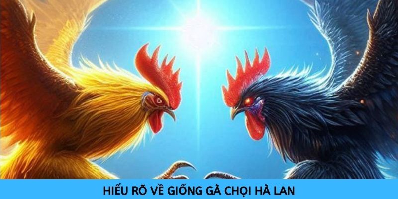 Cần hiểu rõ thông tin về giống gà chọi Hà Lan mới có chiến lược phù hợp