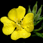 10 flowers name in Kannada