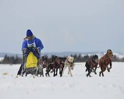 稚内犬ぞりレース　雪原の画像