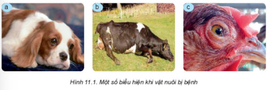 BÀI 11: PHONGFVAF TRỊ BỆNH CHO VẬT NUÔII. VAI TRÒ CỦA PHÒNG, TRỊ BỆNH CHO VẬT NUÔICâu hỏi: Quan sát hình 11.1 và nêu một số biểu hiện bệnh của mỗi loại vật nuôiĐáp án chuẩn:- Hình 11.1a. buồn bã- Hình 11.1b. bại liệt- Hình 11.1c: chảy nước mắtII. MỘT SỐ NGUYÊN NHÂN GÂY BỆNH CHO VẬT NUÔICâu hỏi: Quan sát Hình 11.2, nêu các nguyên nhân chính gây bệnh cho vật nuôi và cho ví dụ minh họa.Đáp án chuẩn:- Nhiễm khuẩn, virus.- Thừa/thiếu chất dinh dưỡng.- Ký sinh trùng.- Môi trường không hợp vệ sinh.Câu hỏi: Điền nguyên nhân gây bệnh tương ứng với từng bệnh vào bảng dưới đây:Đáp án chuẩn:STTBệnhNguyên nhân gây bệnh1Bệnh ghẻ ở chóĐộng vật kí sinh (ve, rận, giun, sán..) 2Bệnh cúm gia cầmVi sinh vật gây bệnh (vi khuẩn, virus,..) 3Bệnh lở mồm long móng ở trâu, bòVi sinh vật gây bệnh (vi khuẩn, virus,..) 4Bệnh còi xương, loãng xương ở lợnThừa hoặc thiếu chất dinh dưỡng; thức ăn không an toàn 5Bệnh cảm nắng ở gàMôi trường sống không thuận lợi (quá nóng, quá lạnh) 6Bệnh tụ huyết trùng ở lợnVi sinh vật gây bệnh (vi khuẩn, virus,..) Câu hỏi: Sử dụng internet, sách, báo để tìm ra nguyên nhân, biểu hiện và tác hại của một số bệnh do vi sinh vật gây ra trên vật nuôi. Tại sao bệnh do vi sinh vật lại nguy hiểmĐáp án chuẩn:- Nguyên nhân: Môi trường ô nhiễm, thức ăn bẩn, lây nhiễm.- Biểu hiện: Lở loét, tiêu chảy, sốt...- Hậu quả: Chết, tốn kém, lây lan nhanh.III. MỘT SỐ BIỆN PHÁP PHÒNG, TRỊ BỆNH CHO VẬT NUÔI1. Phòng bệnh cho vật nuôiCâu hỏi: Quan sát Hình 11.3 và nêu một số biện pháp phòng bệnh cho vật nuôiĐáp án chuẩn:- Hình 11.3a:  Cho vật nuôi ăn uống đầy đủ thức ăn.- Hình 11.3b: Chăm sóc vật nuôi- Hình 11.3c: Vệ sinh môi trường sạch sẽ- Hình 11.3d: Tiêm phòng vaccine đầy đủ theo quy định.Câu hỏi: Sử dụng internet, sách, báo,... để tìm hiểu về tác dụng của một số loại vaccine trong phòng bệnh cho vật nuôi.Đáp án chuẩn:- Vacxin H5N1 phòng chống cúm gia cầm .- Vaccine LMLM AVAC-V6 FMD Emulsion type O phòng bệnh lở mồm long móng cho gia súc.- Vaccine Veorab phòng bệnh dại cho động vật.2. Trị bệnh cho vật nuôiCâu hỏi: Nêu một số biện pháp trị bệnh cho vật nuôi và ý nghĩa của các biện pháp đóĐáp án chuẩn:- Kháng sinh: tiêu diệt vi khuẩn.- Thuốc trợ sức: tăng sức đề kháng.- Phẫu thuật: trị bệnh nặng.LUYỆN TẬPCâu hỏi: Việc nào sau đây là nên và không nên làm khi vật nuôi có dấu hiệu bị bệnh?Đáp án chuẩn:- Việc nên làm khi vật nuôi có dấu hiệu bị bệnh: 1,3,4- Việc không nên làm khi vật nuôi có dấu hiệu bị bệnh: 2,5,6Câu hỏi: Khi quan sát một đàn vật nuôi, em có thể nhận biết được vật nuôi bị bệnh không? Vật nuôi bị bệnh thường có biểu hiện như thế nào?Đáp án chuẩn:Khi quan sát một đàn vật nuôi, em có thể nhận biết được vật nuôi bị bệnh qua một số trạng thái sinh lí không bình thường của vật nuôi, thường có những biểu hiện như buồn bã, chậm chạp. giảm hoặc bỏ ăn, sốt, chảy nước mắt, nước mũi, tiêu chảy, ho, bại liệt,..VẬN DỤNG