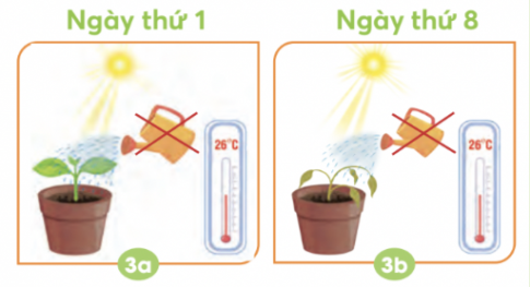 BÀI 15. THỰC VẬT CẦN GÌ ĐỂ SỐNG VÀ PHÁT TRIỂN?