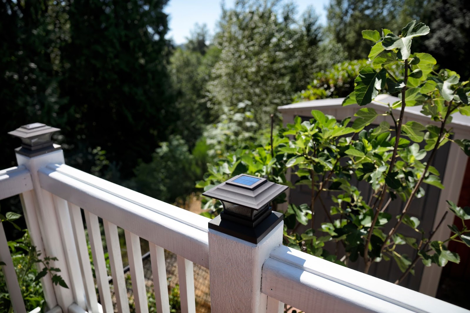 plant tree balcony