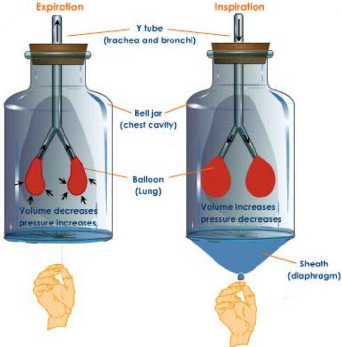 Mechanism of breathing Activity