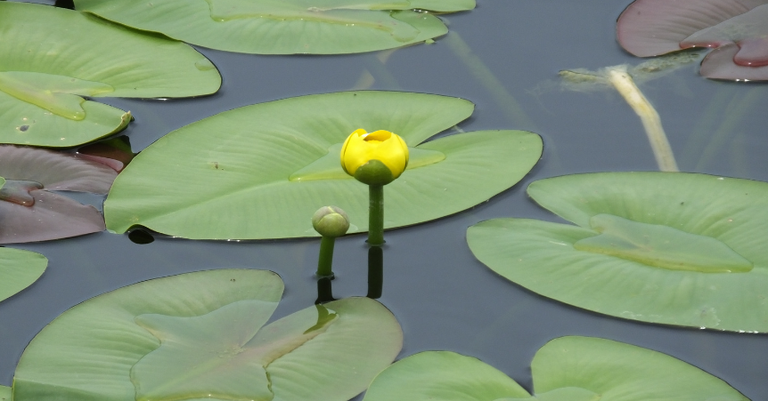 A spatterdock plant with a yellow flower sticking out from the water.