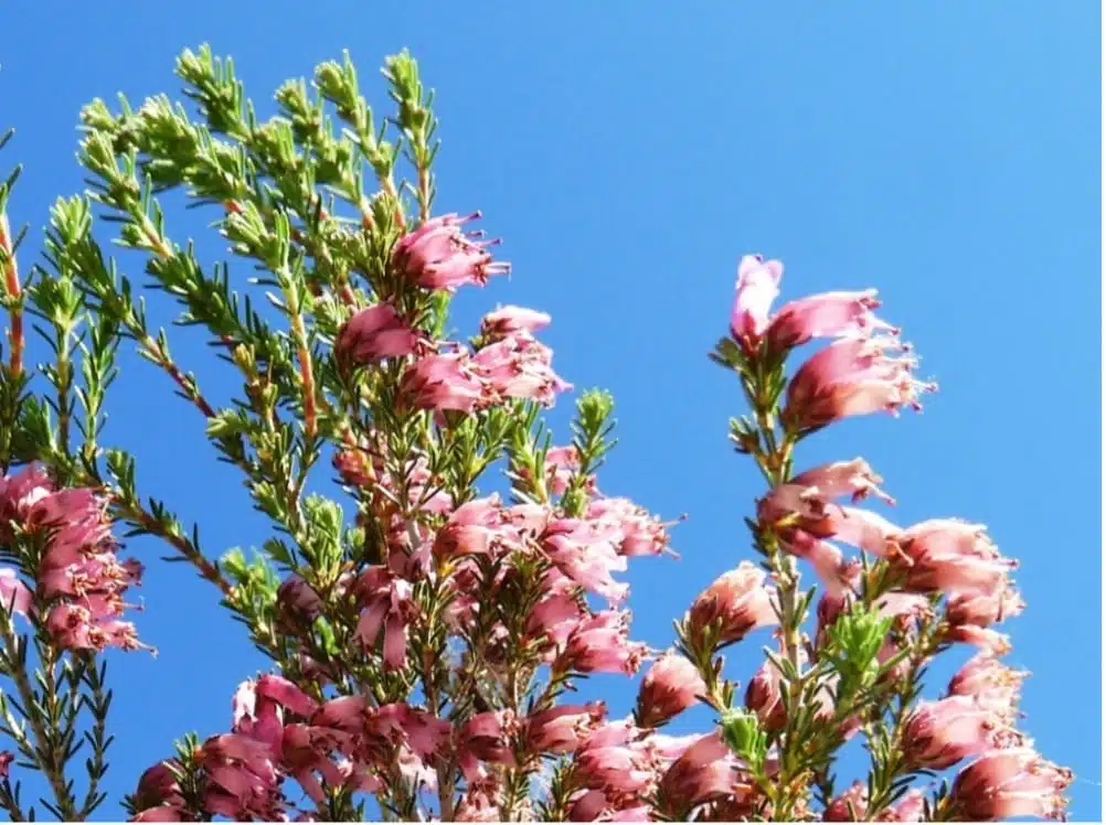 Quelles sont les principales floraisons pour la récolte de miel d’été ? - PLANTES MELLIFÈRES