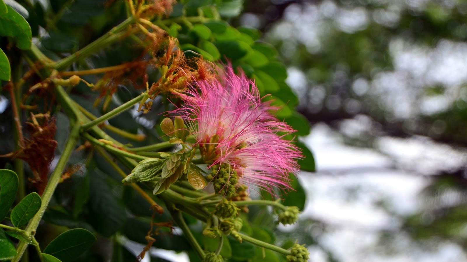 Rain Tree (Samanea saman)