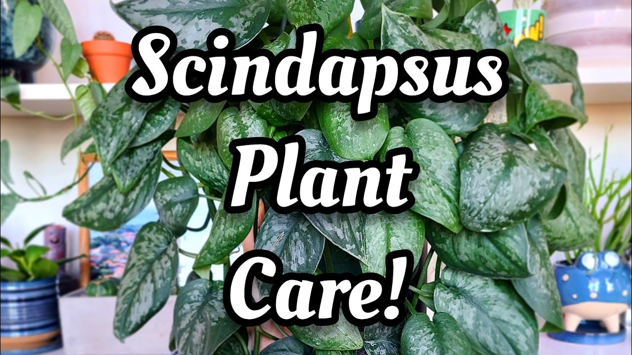 Scindapsus Plant Care Guide 