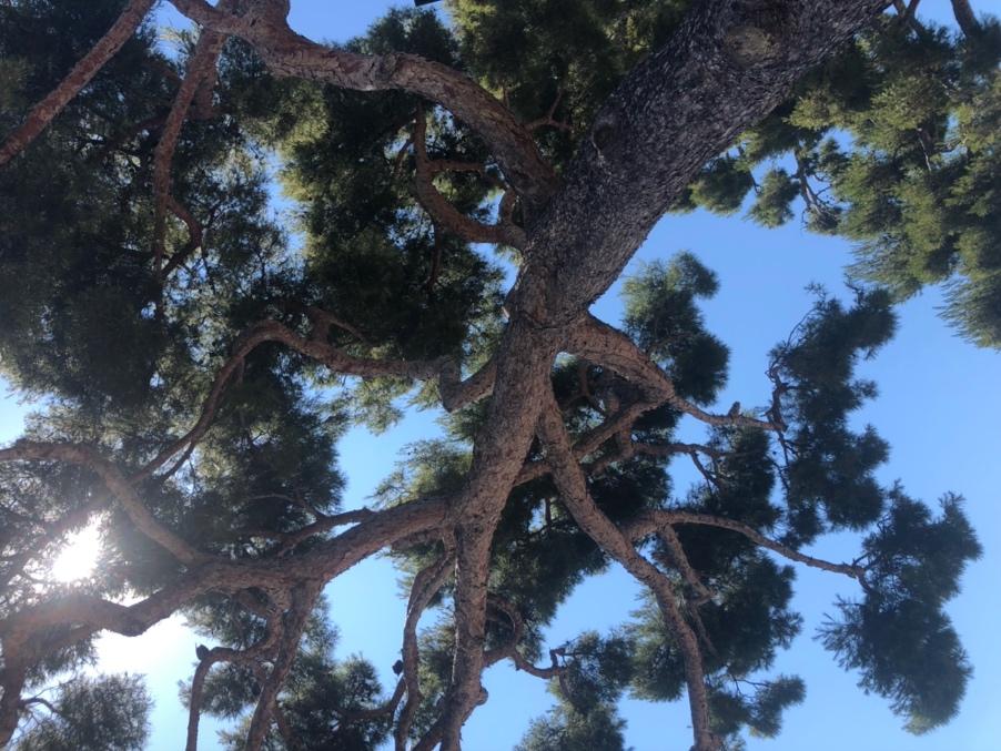 A tree with many branches

Description automatically generated