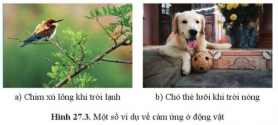 BÀI 27. KHÁI QUÁT VỀ CẢM ỨNG VÀ CẢM ỨNG Ở THỰC VẬT MỞ ĐẦUCâu hỏi: Em có nhận xét gì khi quan sát lá cây trinh nữ ở hình 27.1a và 27.1b. Theo em đây là biểu hiện đặc trưng nào của vật sống?Đáp án chuẩn:a) lá của cây trinh nữ nở ra thành tán.b) lá của cây lại cụp lại → cảm ứng của vật sống.I. KHÁI NIỆM CẢM ỨNG VÀ VAI TRÒ CỦA CẢM ỨNG ĐỐI VỚI SINH VẬTCâu 1: Lấy các ví dụ về cảm ứng ở sinh vật và cho biết:a. Tên kích thích và phản ứng của cơ thể đối với kích thích đób. Ý nghĩa của cảm ứng đó đối với cơ thểĐáp án chuẩn:a. Khi chạm tay vào gai cây xương rồng, tay ta sẽ có phản ứng rụt lại vì bị đau.b. Tránh tiếp tục làm tay đau.Câu 2: Vì sao cảm ứng có vai trò quan trọng đối với cơ thể? Lấy ví dụ thể hiện vai trò của cảm ứngĐáp án chuẩn:Vì nhờ có đặc tính cảm ứng , sinh vật mới tồn tại, phát triển và thích nghi với điều kiện của môi trường. Ví dụ: Cây đặt ở cửa sổ sẽ có thiên hướng vươn ra phía có ánh sáng vì nó có cảm ứng với ánh sáng.Câu 3: Quan sát hình 27.2 và 27.3, cho biết hình thức cảm ứng của mỗi sinh vật trong hình và vai trò của mỗi hình thức đối với đời sống của sinh vật này.Đáp án chuẩn:Hình 27.2 a: Cảm ứng hướng sáng giúp cây cà chua thu được đủ ánh sáng để quang hợp, tạo ra chất hữu cơ.Hình 27.2 b: Cảm ứng hướng tiếp xúc giúp cây bí xanh có thể leo được lên giàn để sinh trưởng và phát triển tốt hơn.Hình 27.3 a: Cảm ứng xù lông giúp chim giữ ấm được cơ thể.Hình 27.3 b: Cảm ứng thè lưỡi giúp chó tỏa nhiệt.Vận dụng 1Câu hỏi: Vì sao có tên gọi cây hoa hướng dương?Đáp án chuẩn:Vì cây nở hoa hướng về phía mặt trời.Vận dụng 2Câu hỏi: Vào rừng nhiệt đới, chúng ta có thể gặp nhiều cây dây leo quấn quanh những cây gỗ lớn và vươn lên cao. Nêu tác nhân kích thích và ý nghĩa của hiện tượng đó Đáp án chuẩn:Tác nhân kích thích: tính hướng sáng của thực vật giúp cây vươn lên cao để tìm kiếm ánh sáng.Tìm hiểu thêm: Nếu một bộ phận của cơ thể bị tổn thương mà con người không có cảm giác đau thì có thể dẫn đến hậu quả gì? Lấy ví dụ.Đáp án chuẩn:Hậu quả: dẫn đến có thể tổn thương bộ phận đó, từ đó có thể gây nguy hiểm tới cơ thể.II. CẢM ỨNG Ở THỰC VẬTCâu 4: Trình bày và giải thích các bước của hai thí nghiệm chứng minh tính hướng sáng và tính hướng nước.Đáp án chuẩn:- Bước 1: quan sát hướng vươn lên của cây là khác nhau hay không.- Bước 2: chứng tỏ là điều kiện phát triển của 2 cây là giống nhau.- Bước 3: Cây ở hộp A có uốn mình hướng về phía có ánh sáng. Cây ở hộp B thì vẫn thẳng đứng vì nơi có ánh sáng ở phía trên đầu của cây.Câu 5: Nêu kết quả của thí nghiệm và giải thíchĐáp án chuẩn:- Kết quả: Cây A hướng về phía có cửa sổ. Cây B vẫn đứng thẳng.- Do ngọn cây có tính hướng sáng. Ở hộp A, ánh sáng chỉ được chiếu từ một phía nên ngọn cây sẽ cong về phía có ánh sáng chiếu vào. Ở hộp B, ánh sáng được chiếu thẳng khiến nên ngọn cây sẽ vẫn mọc thẳng.Câu hỏi 1: Hãy thiết kế thí nghiệm chứng minh cây có tính hướng tiếp xúcĐáp án chuẩn:Bước 1: Trồng 2 cây mướp con vào 2 thùng xốp với điều kiện như nhau.Bước 2: Cắm 1 cành cây vào một trong 2 thùng xốp.Bước 3: Tiếp tục chăm sóc và quan sát 2 cây mướp sau 15 ngày.Kết quả: Ở thùng xốp không cắm cành cây, cây mướp sẽ bò lan ra mặt đất. Ở thùng xốp được cắm cành cây, cây mướp sẽ quấn lên trên cành cây.Vận dụng 3Câu hỏi: Tìm hiểu các loại cây trồng cần có giàn ở gia đình hoặc địa phương em Đáp án chuẩn:mồng tơi, hoa thiên lý, nho, bầu, bí, xu xu, mướp,…Câu 6: Nêu một số ứng dụng cảm ứng ở thực vật trong thực tiễnĐáp án chuẩn:- Hướng sáng: Cây ưa tối thì trồng dưới tán những cây khác, cây ưa sáng mạnh thì trồng ở nơi quang đãng.- Hướng nước: Cây ưa nước thì trồng ở nơi ẩm ướt. Cây không ưa nước thì trồng nơi đất cao, khô ráo, ít bị úng nước.Câu hỏi 2: Lấy ví dụ một số loại cây trồng thường được chăm sóc bằng một trong những biện pháp sau: vun gốc, làm giàn, bón phân ở gốc, làm rãnh tưới nước, tỉa thưa cây để có năng suất cao.Đáp án chuẩn:- Vun gốc: cây khoai tây.- Làm giàn: cây thiên lí, dưa chuột,…- Bón phân ở gốc: cây lúa, cây dừa,…Vận dụng 4