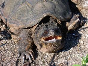Common Snapping Turtle | FWS.gov