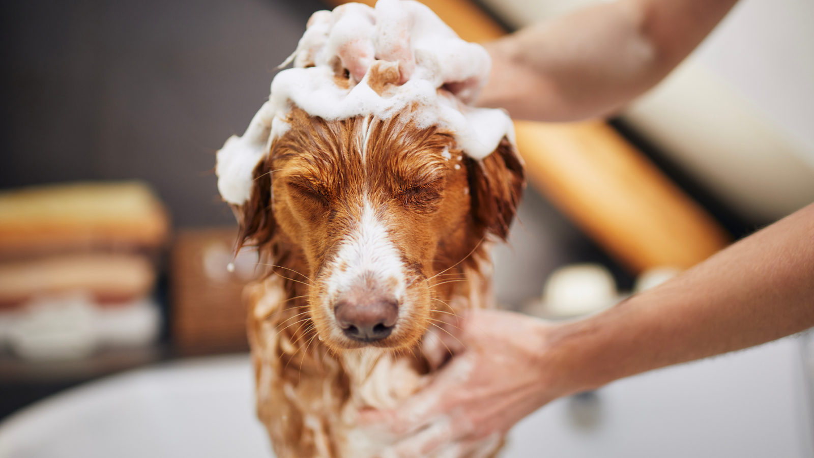 grooming your dog at home