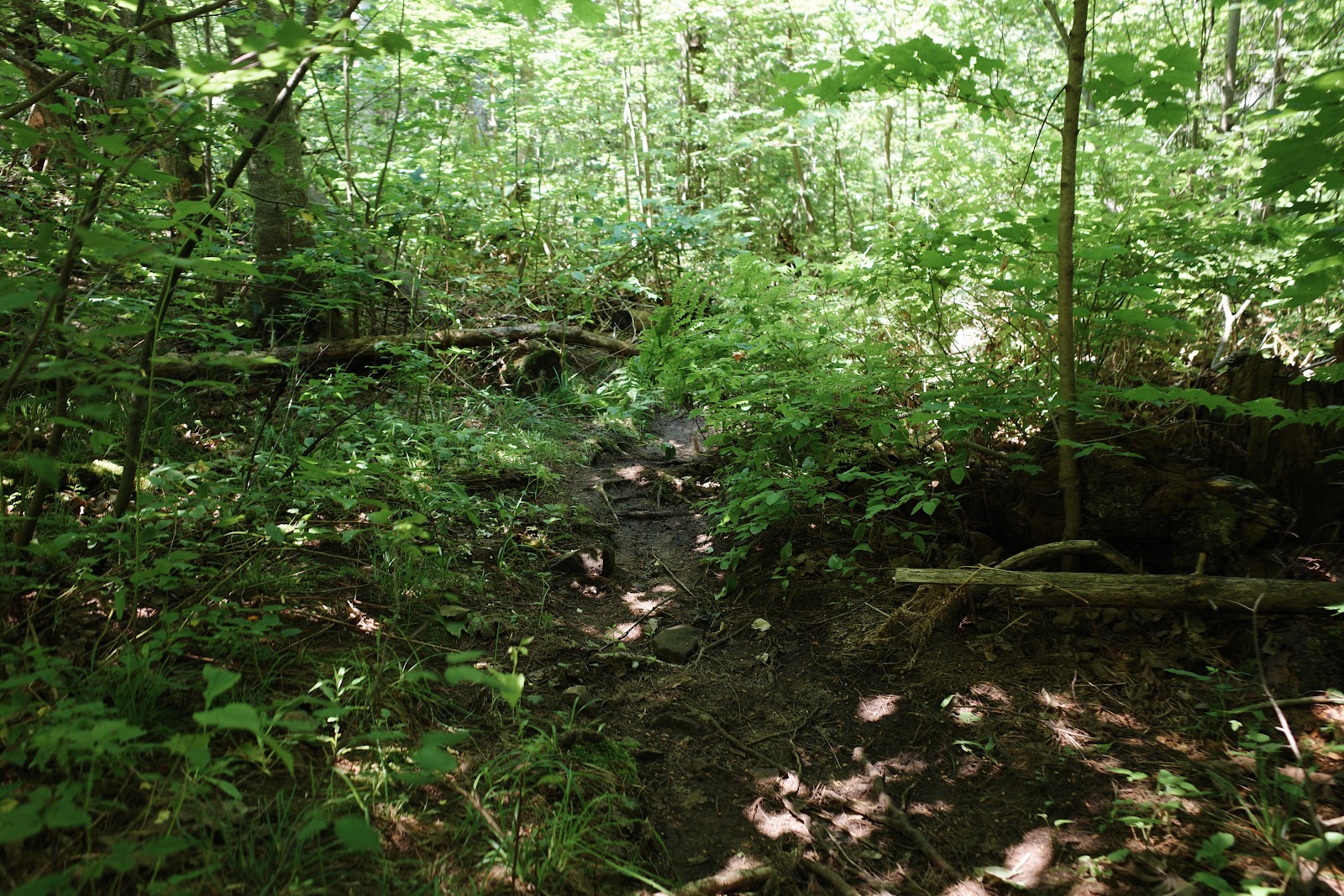 Small trail leading into green forest.
