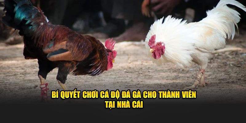 Bí quyết chơi cá độ đá gà cho thành viên tại nhà cái