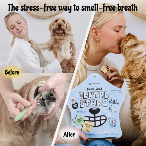 MalsiPree's freeze-fried Dental Stars for dogs with bad breath.