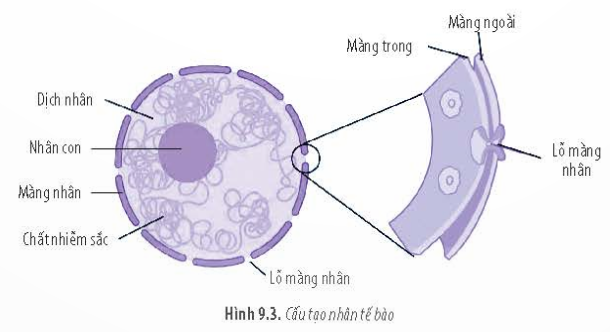 BÀI 9 - TẾ BÀO NHÂN THỰC