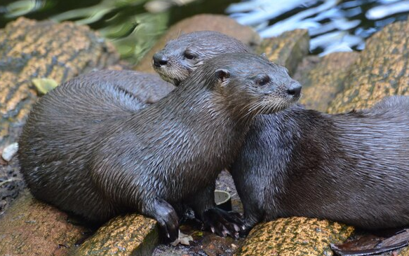 Sea Otters