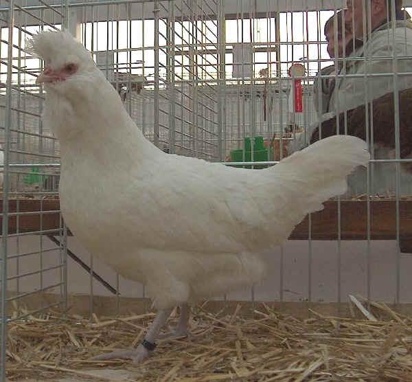 Gallina de raza Polverara blanca