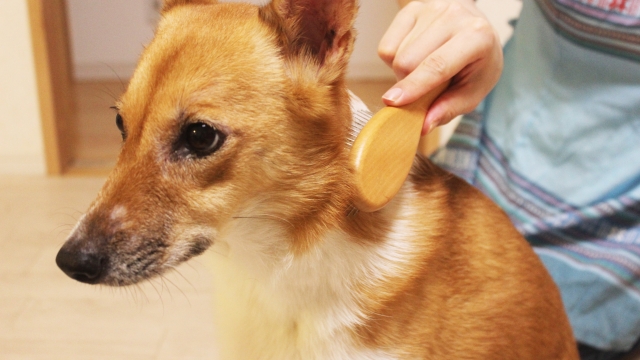 ブラッシングされている犬