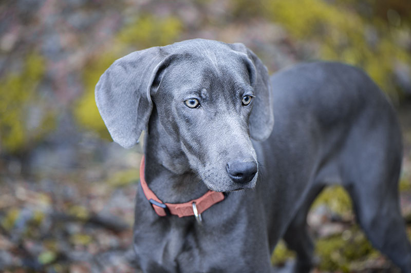 Blue Weimaraner Dog