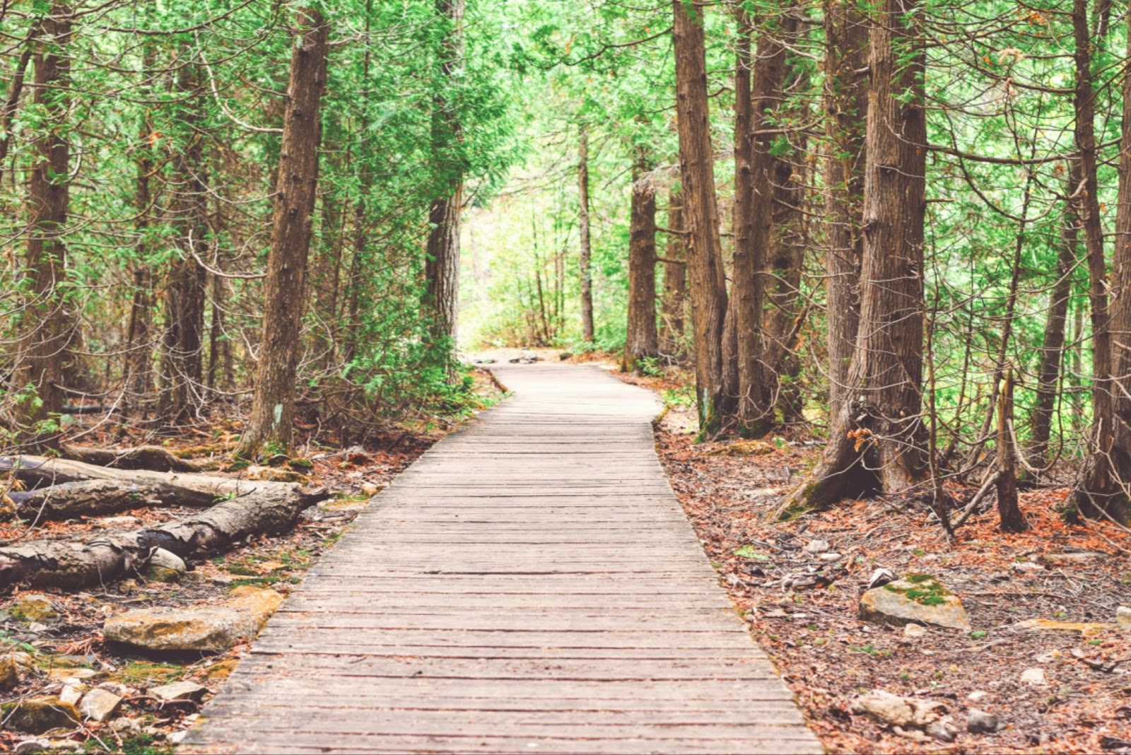 A wooden boardwalk trail winding through a lush, green forest with tall trees on either side.