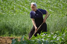 Amish woman working in field | Nelson ...