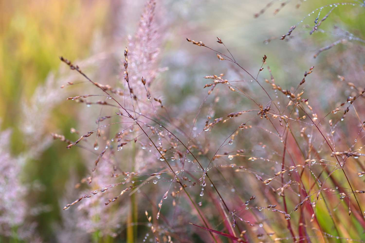 How to Grow and Care for Switchgrass